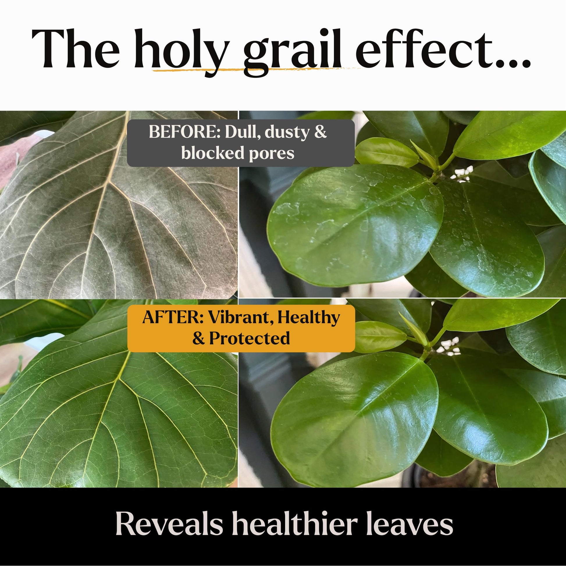 Big Leaf Energy Neem Oil Spray Plant Wash